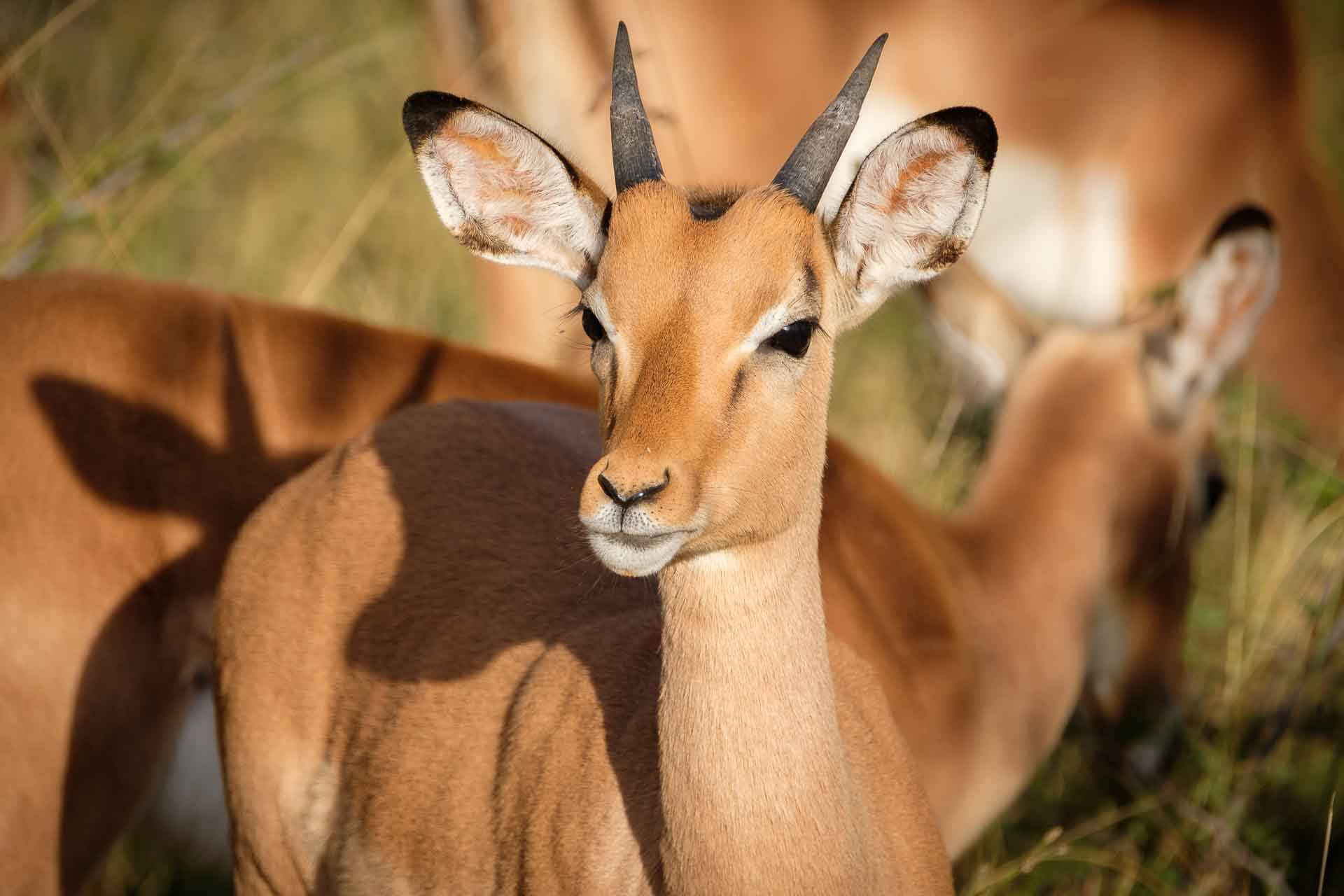 African wildlife